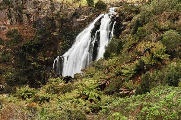 Gyönyörű Waratah esik Waratah, Tasmania. — Stock Fotó