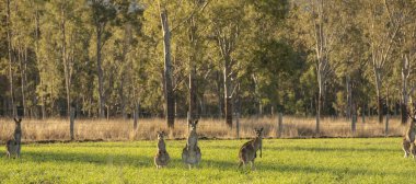 Gün boyunca açık havada Avustralya kanguru ülke alanına.