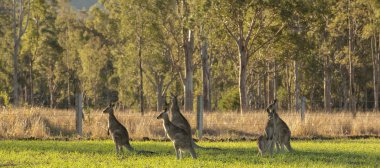 Gün boyunca açık havada Avustralya kanguru ülke alanına.
