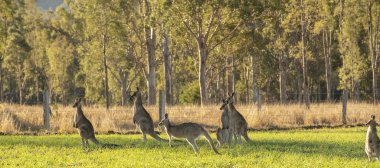 Gün boyunca açık havada Avustralya kanguru ülke alanına.