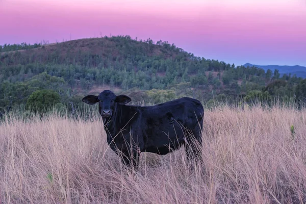 Kráva Venku Výběhu Během Dne Queensland — Stock fotografie