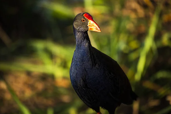 Пурпурний Swamphen Waterbird Відкритому Повітрі Другій Половині Дня — стокове фото