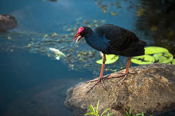 Fioletowy Rallidae Faunie Zewnątrz Godzinach Popołudniowych — Zdjęcie stockowe