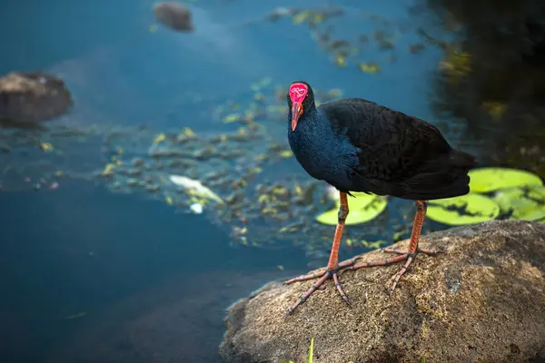 Fioletowy Rallidae Faunie Zewnątrz Godzinach Popołudniowych — Zdjęcie stockowe