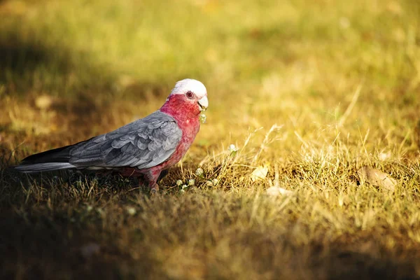 Nahaufnahme Eines Großen Rosa Und Grauen Galas — Stockfoto