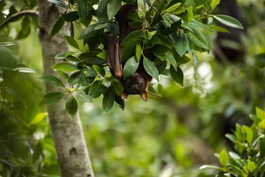 Uçan Tilki yarasa gün süre içinde.
