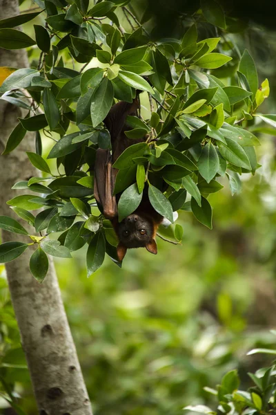 Flying Fox Bat Durante Día — Foto de Stock