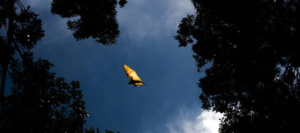 Летучая Мышь Fox Дневное Время — стоковое фото