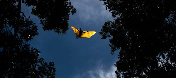 Chauve Souris Renard Volant Pendant Journée — Photo