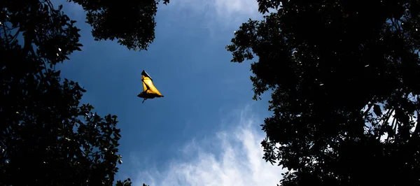 Pteropus Vleermuis Tijdens Dagtijd — Stockfoto