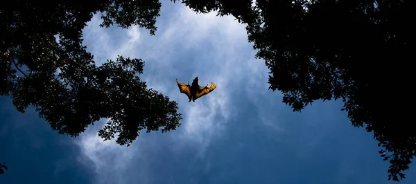 Flying Fox Bat during the day time.