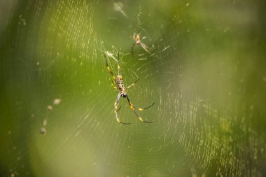 Altın Küre, web üzerinde gündüzleri istirahat örümcek.