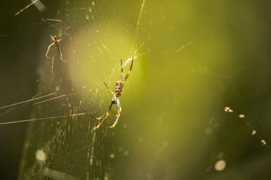 Altın Küre, web üzerinde gündüzleri istirahat örümcek.
