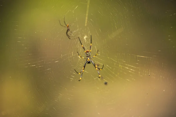 Golden Orb Spider Descansando Sua Teia Durante Dia — Fotografia de Stock