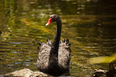 Kırmızı gagası ile büyük siyah kuğu.
