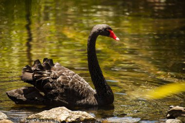Kırmızı gagası ile büyük siyah kuğu.