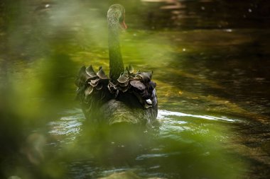 Kırmızı gagası ile büyük siyah kuğu.