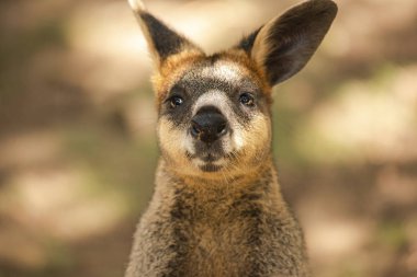 Dışarıda küçük bataklık kanguru gün süre içinde.