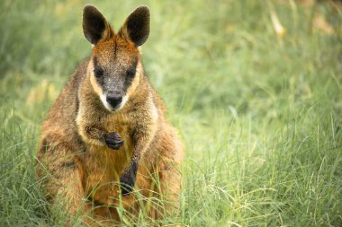 Dışarıda küçük bataklık kanguru gün süre içinde.