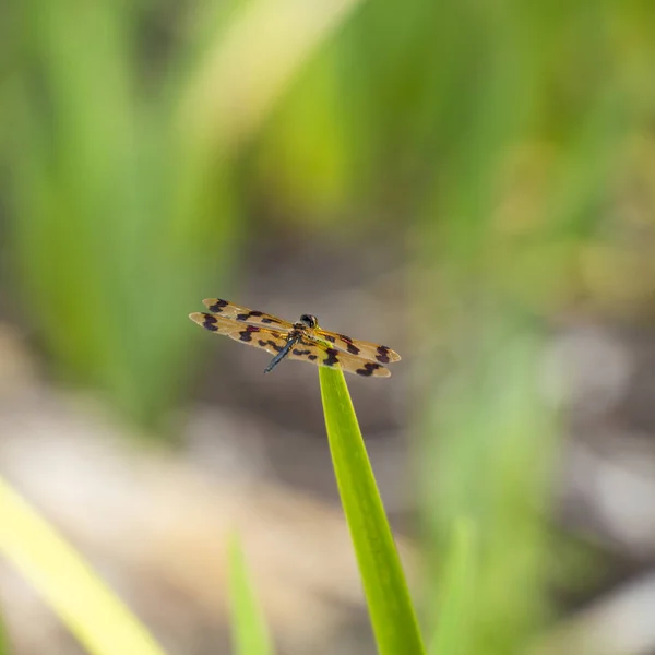 Gele Zwarte Dragonfly Overdag — Stockfoto