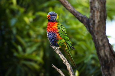 Gün boyunca dışarı doğada gökkuşağı lorikeets.