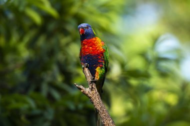 Gün boyunca dışarı doğada gökkuşağı lorikeets.