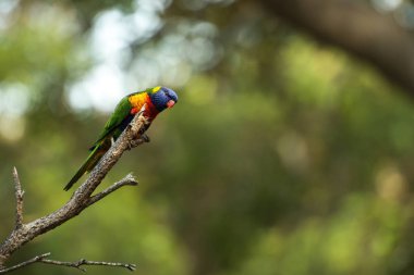 Gün boyunca dışarı doğada gökkuşağı lorikeets.