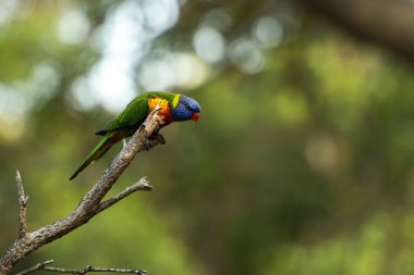 Gün boyunca dışarı doğada gökkuşağı lorikeets.