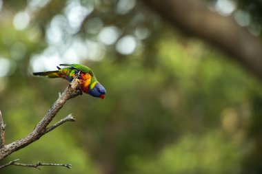 Gün boyunca dışarı doğada gökkuşağı lorikeets.