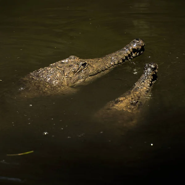 Днем Пресноводный Крокодил Природе — стоковое фото