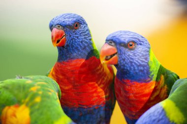 Gün boyunca dışarı doğada gökkuşağı lorikeets.