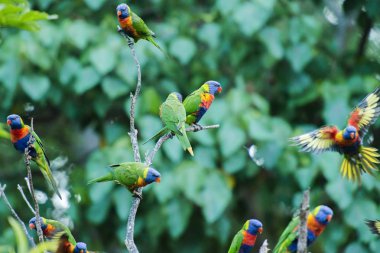 Gün boyunca dışarı doğada gökkuşağı lorikeets.