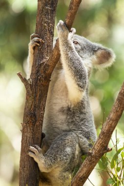 Gün boyunca dinlenme ağaçta şirin Avustralya Koala.