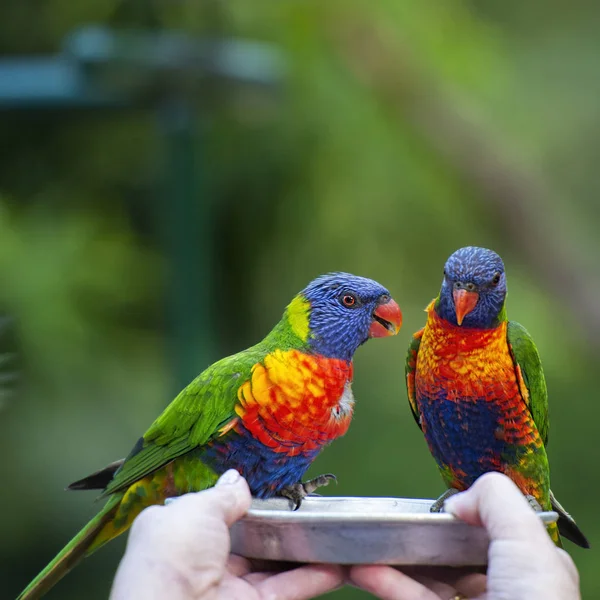 Lorikeets는 자연에 — 스톡 사진