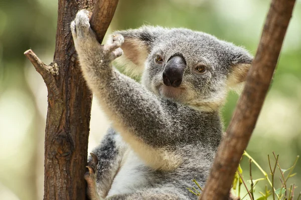 Lindo Koala Australiano Árbol Descansando Durante Día — Foto de Stock