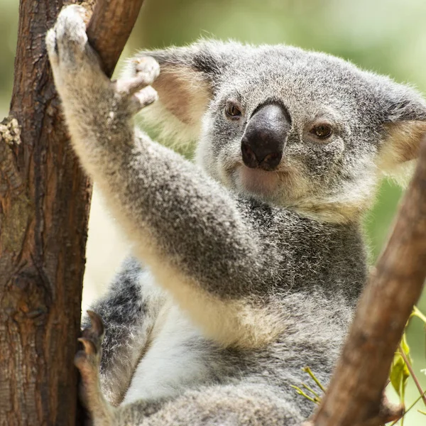 Gün Boyunca Dinlenme Ağaçta Şirin Avustralya Koala — Stok fotoğraf