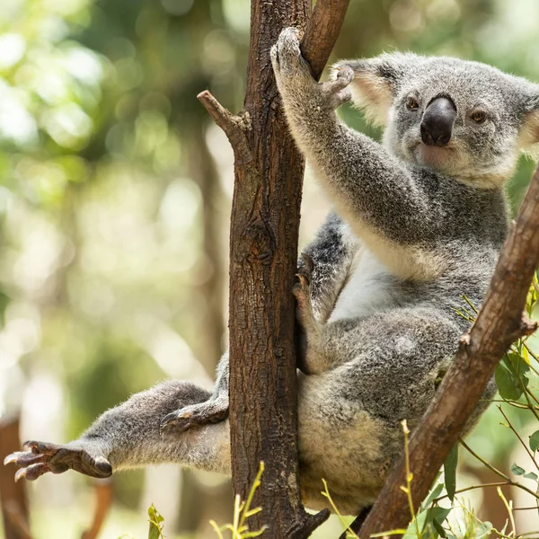 Ładny Australijskiego Koala Drzewie Odpoczynek Ciągu Dnia — Zdjęcie stockowe