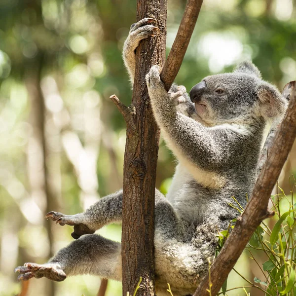 Lindo Koala Australiano Árbol Descansando Durante Día — Foto de Stock