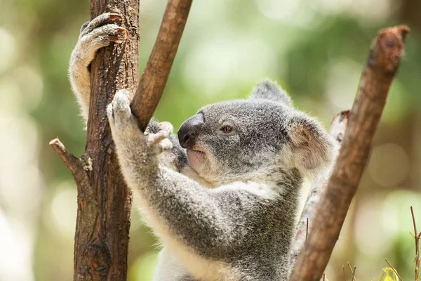 Leuke Australische Koala Een Boom Rust Overdag — Stockfoto