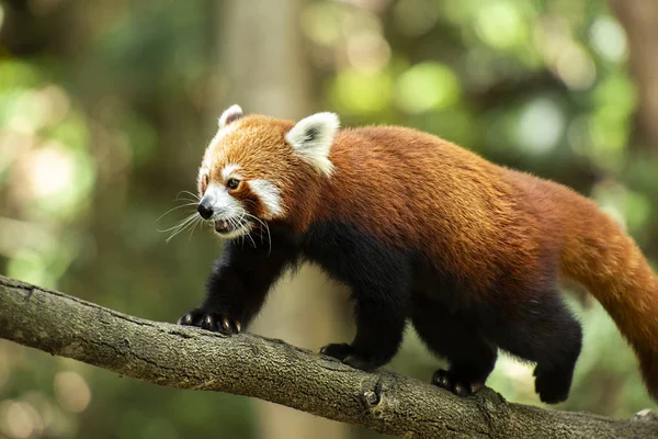 Cute Red Panda in nature during the day