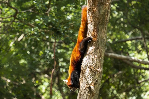 Симпатичная Красная Панда Природе Течение Дня — стоковое фото