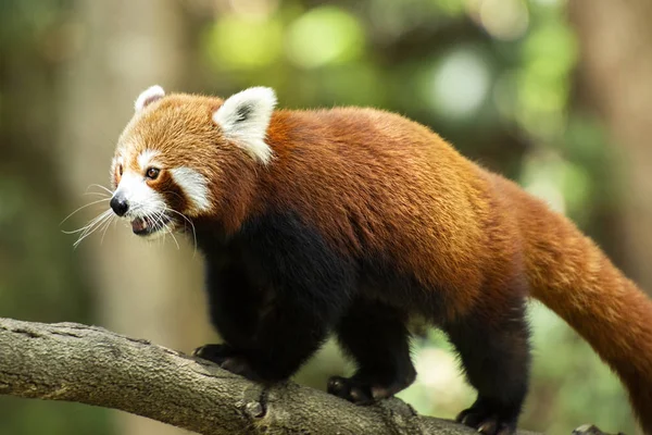 Cute Red Panda in nature during the day