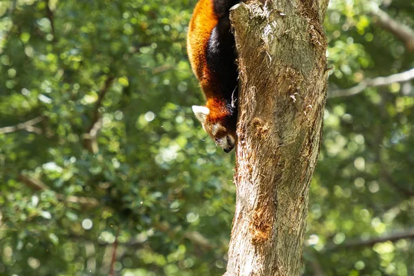 Gün Boyunca Doğada Şirin Kırmızı Panda — Stok fotoğraf