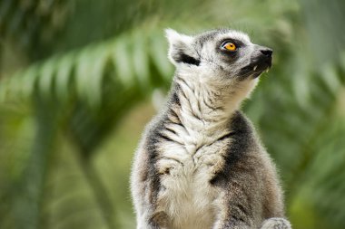 Doğa bir ağaçta gündüz arasında tek başına lemur.