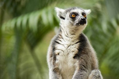 Doğa bir ağaçta gündüz arasında tek başına lemur.