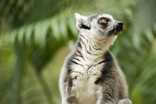 Doğa Bir Ağaçta Gündüz Arasında Tek Başına Lemur — Stok fotoğraf