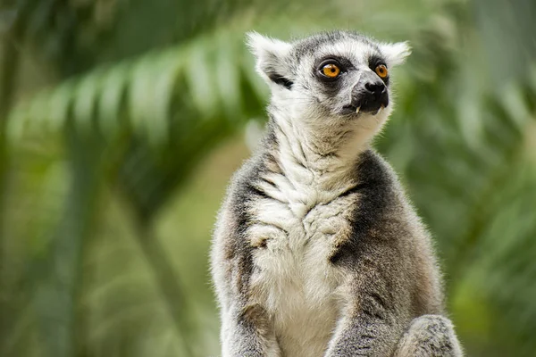 Lémurien Par Lui Même Dans Nature Pendant Journée Dans Arbre — Photo