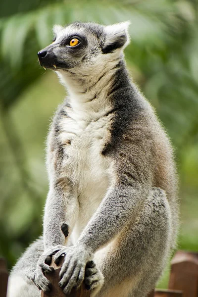 Doğa Bir Ağaçta Gündüz Arasında Tek Başına Lemur — Stok fotoğraf