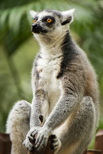 Lemur Sam Wśród Przyrody Ciągu Dnia Drzewie Obrazek Stockowy
