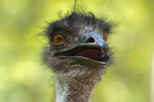 Australian Emu Outdoors Day Amongst Nature — Stock Photo, Image